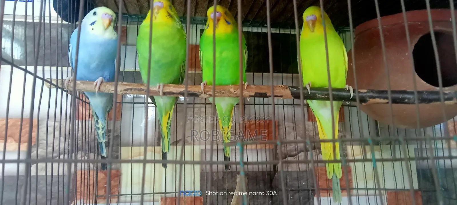 একজোড়া ৫ মাসের বাজিগর পাখি বিক্রি করা হবে
