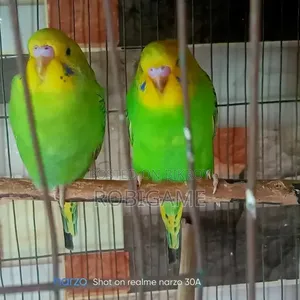 একজোড়া ৫ মাসের বাজিগর পাখি বিক্রি করা হবে