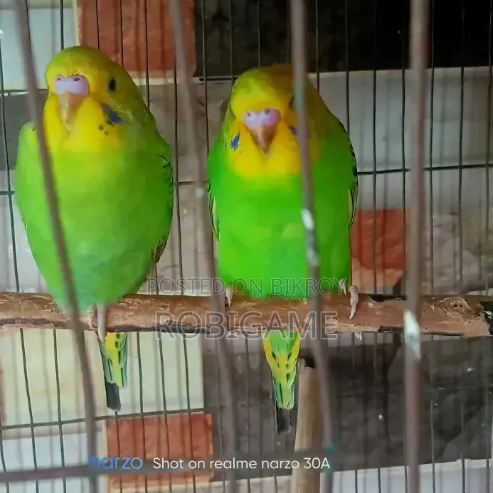 একজোড়া ৫ মাসের বাজিগর পাখি বিক্রি করা হবে