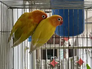 ইয়েলো ফিশার লাভ বার্ড