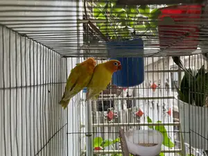 ইয়েলো ফিশার লাভ বার্ড