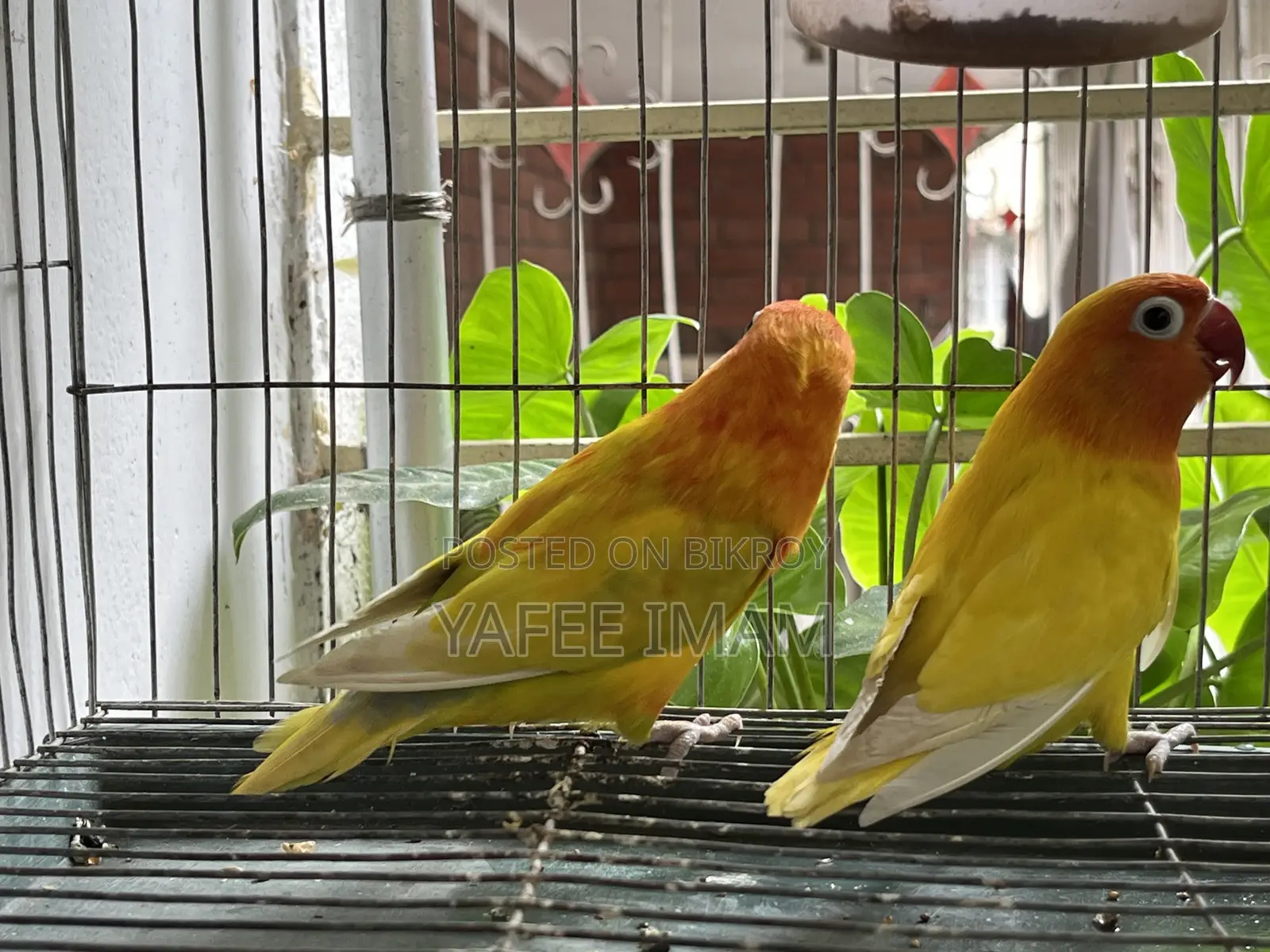 ইয়েলো ফিশার লাভ বার্ড