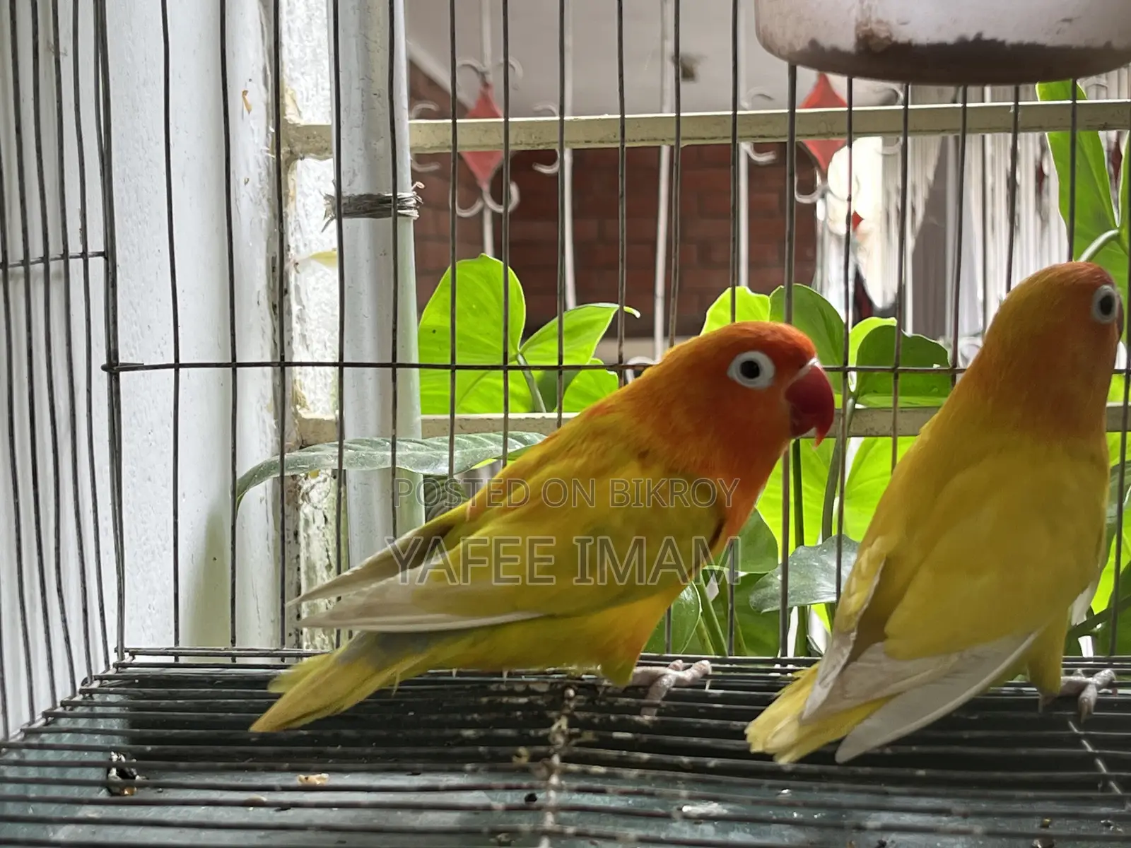 ইয়েলো ফিশার লাভ বার্ড