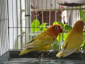ইয়েলো ফিশার লাভ বার্ড