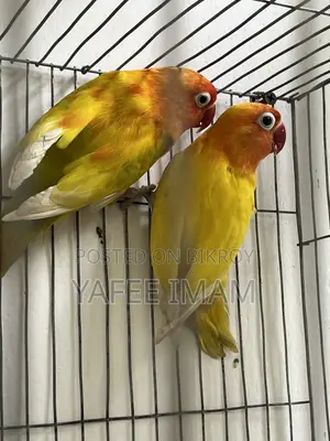 ইয়েলো ফিশার লাভ বার্ড
