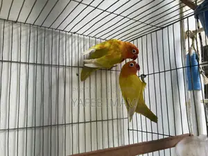 ইয়েলো ফিশার লাভ বার্ড