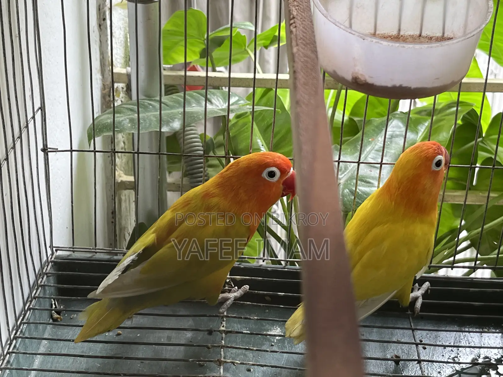ইয়েলো ফিশার লাভ বার্ড