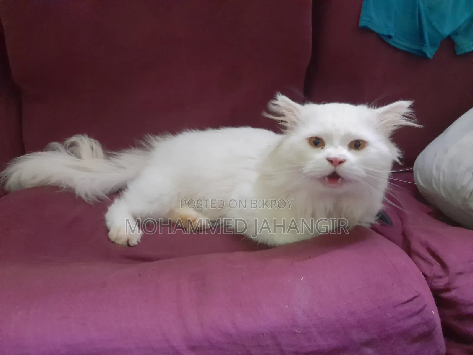 1+ year Male Purebred Persian