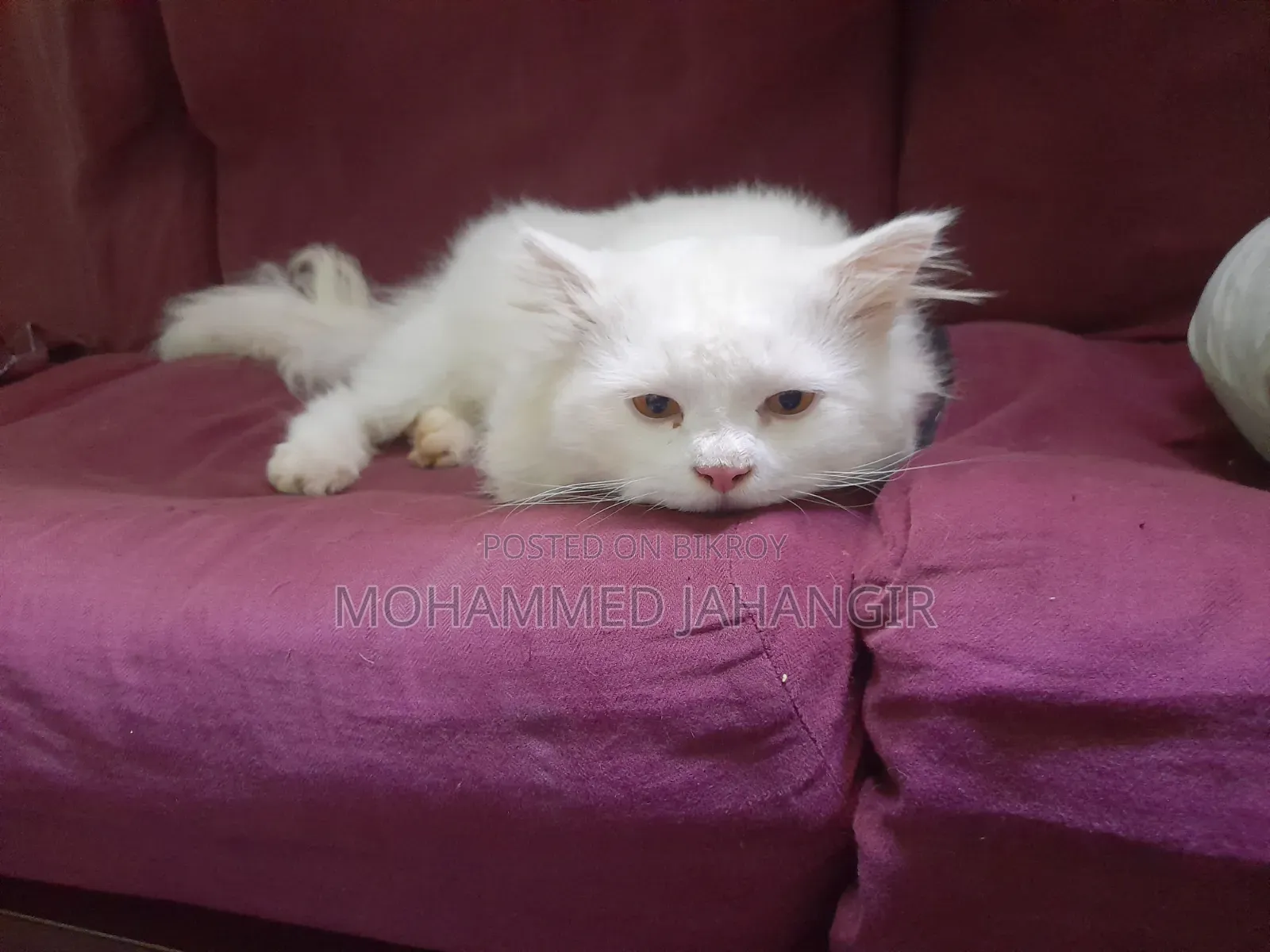 1+ year Male Purebred Persian