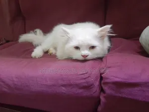 1+ year Male Purebred Persian