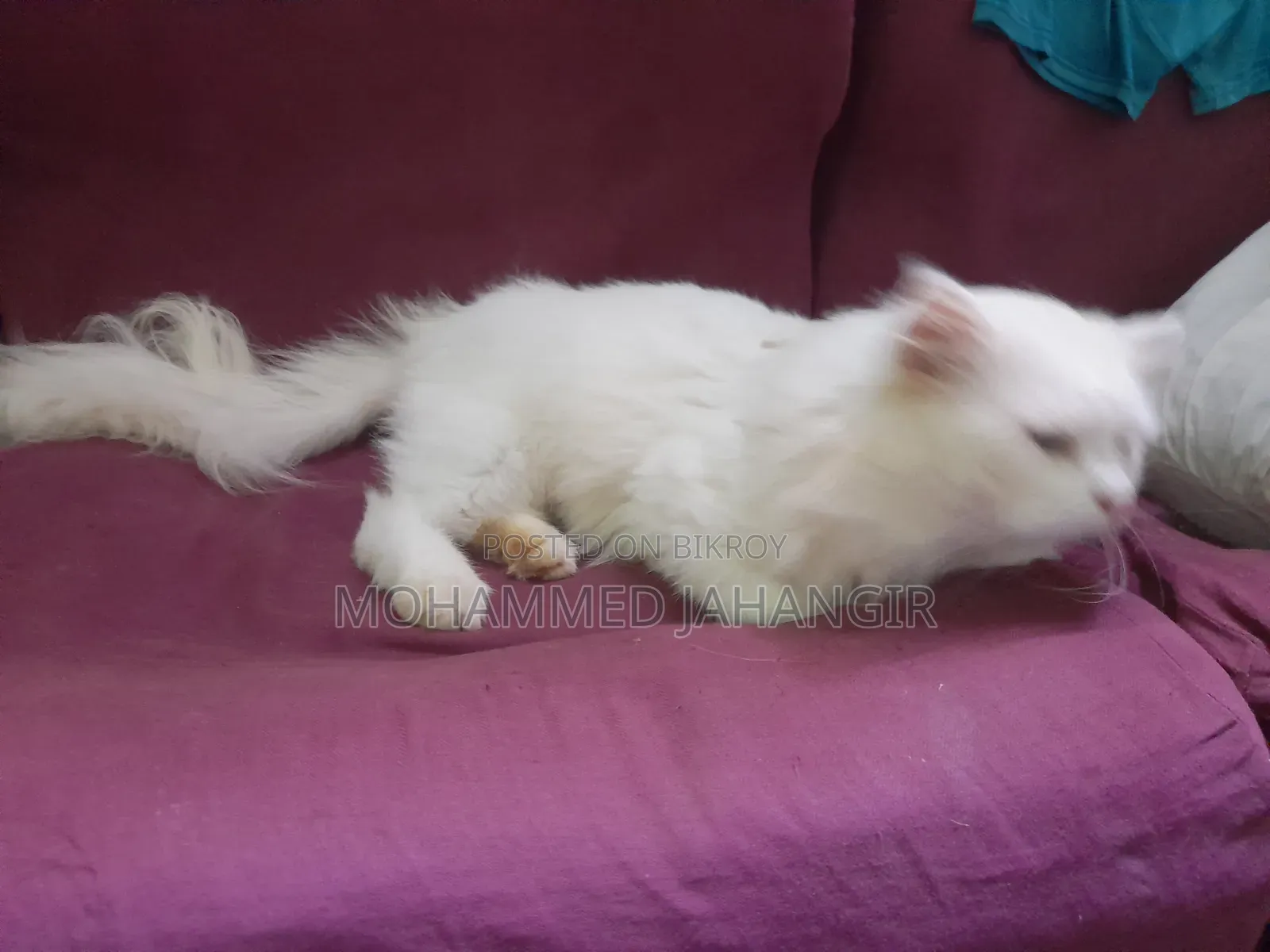 1+ year Male Purebred Persian