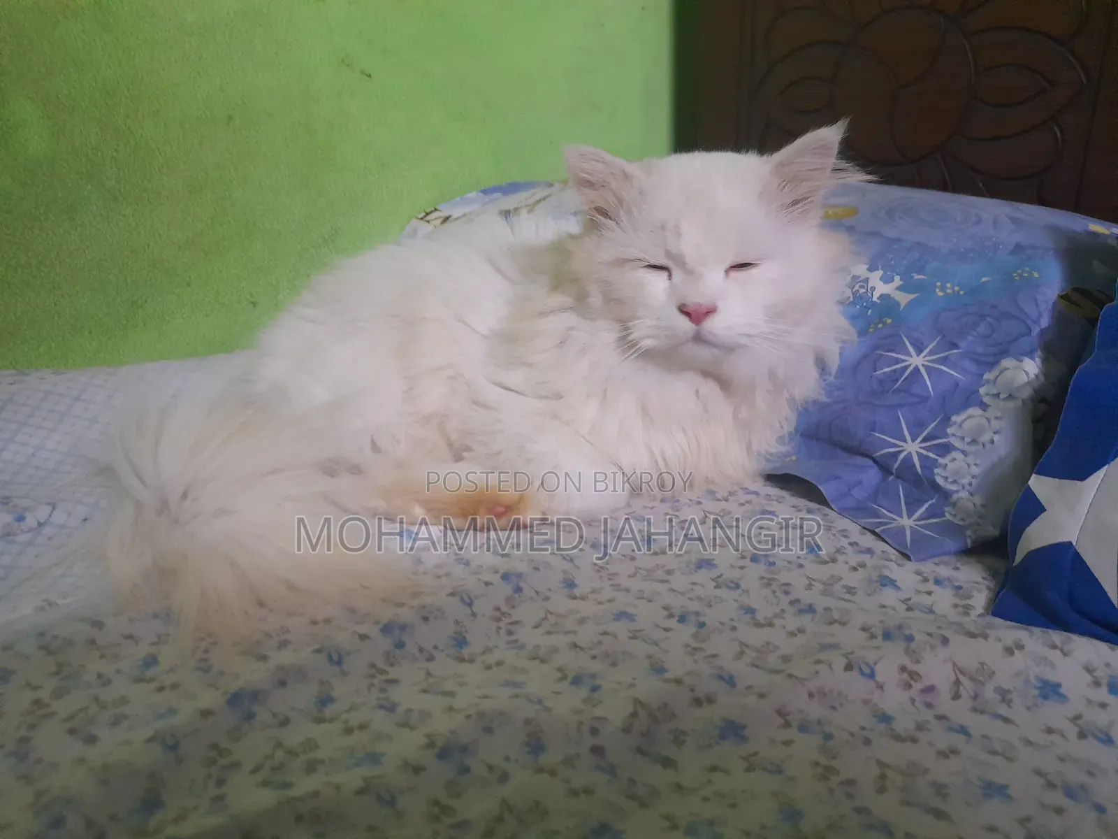 1+ year Male Purebred Persian