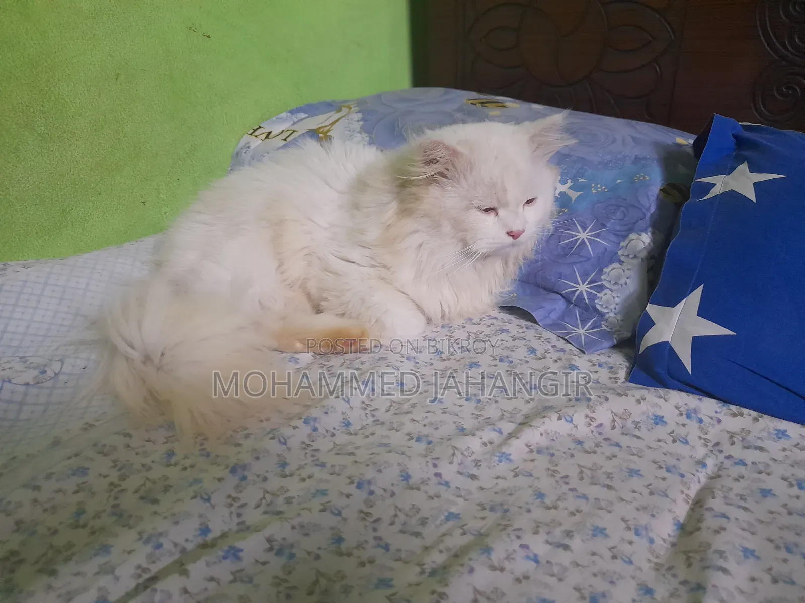1+ year Male Purebred Persian