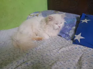 1+ year Male Purebred Persian