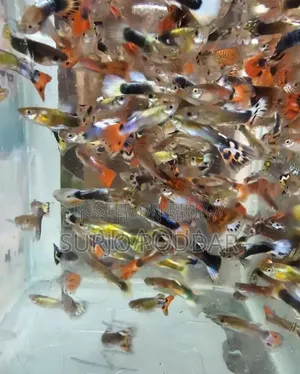Mix Guppy