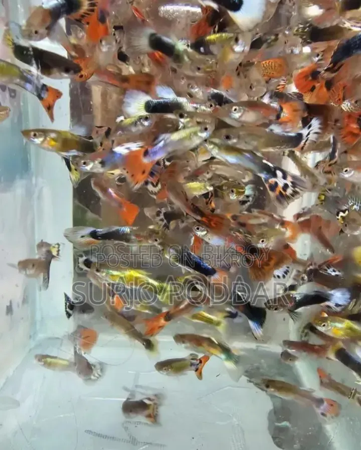 Mix Guppy