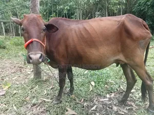 Deshi Cow Friesian Bull Calf