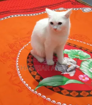 6-12 Months Female Mixed Breed Persian