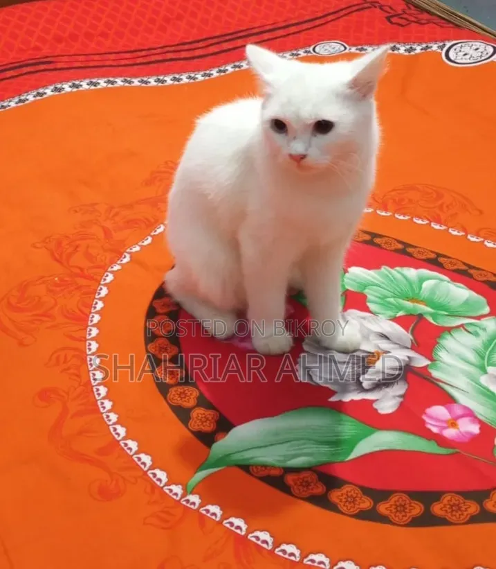 6-12 Months Female Mixed Breed Persian