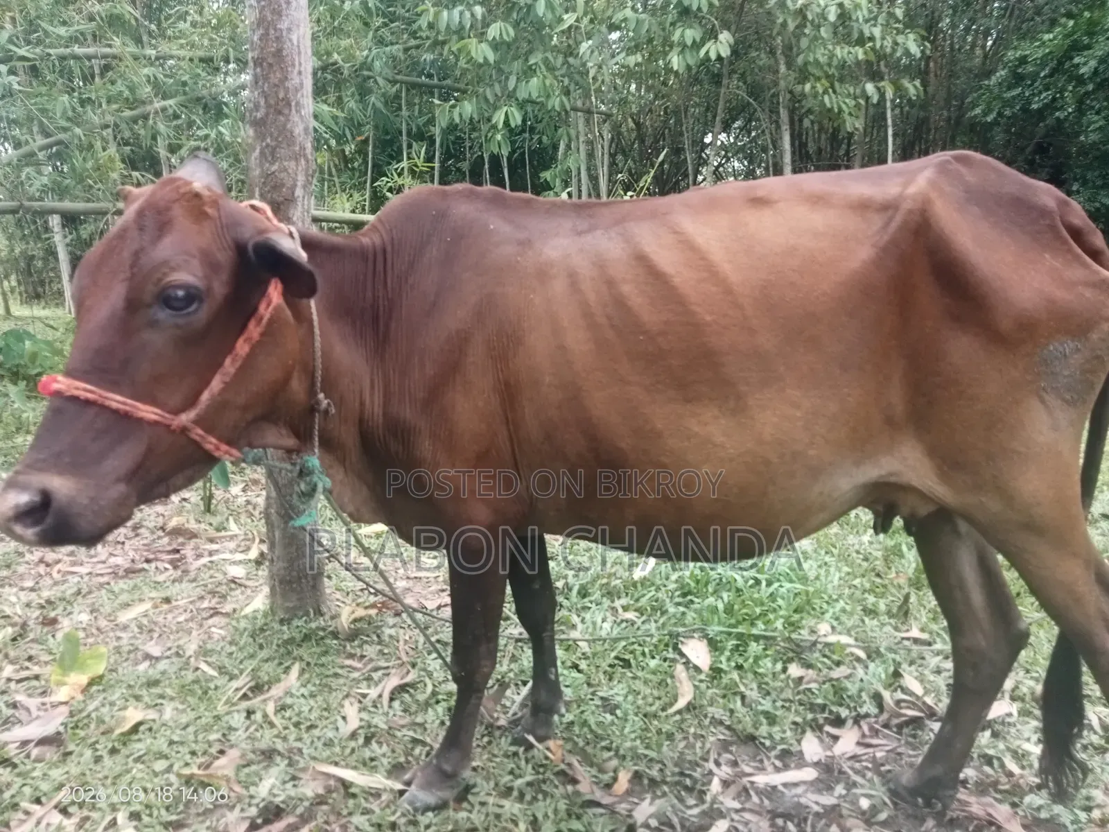 Deshi Cow Friesian Bull Calf