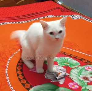 6-12 Months Female Mixed Breed Persian