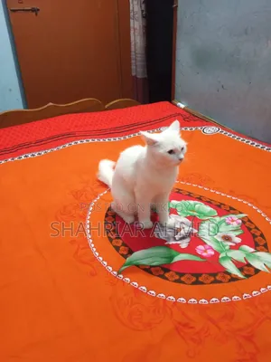 6-12 Months Female Mixed Breed Persian