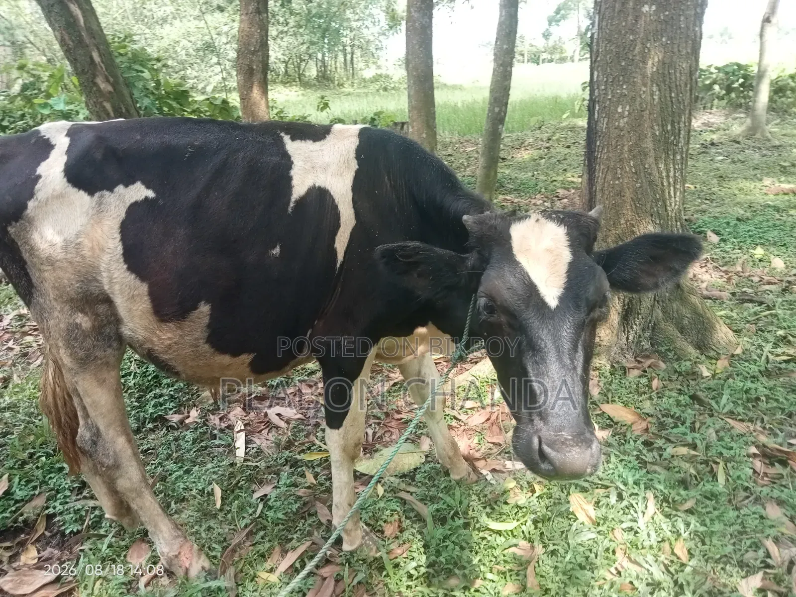 Deshi Cow Friesian Bull Calf