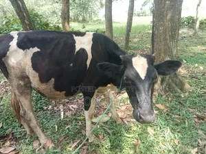 Deshi Cow Friesian Bull Calf
