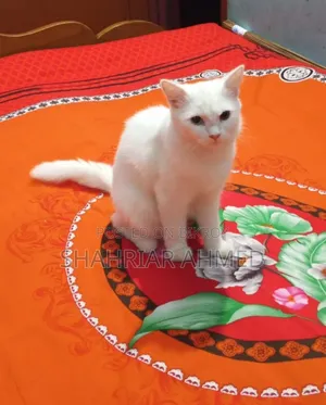 6-12 Months Female Mixed Breed Persian