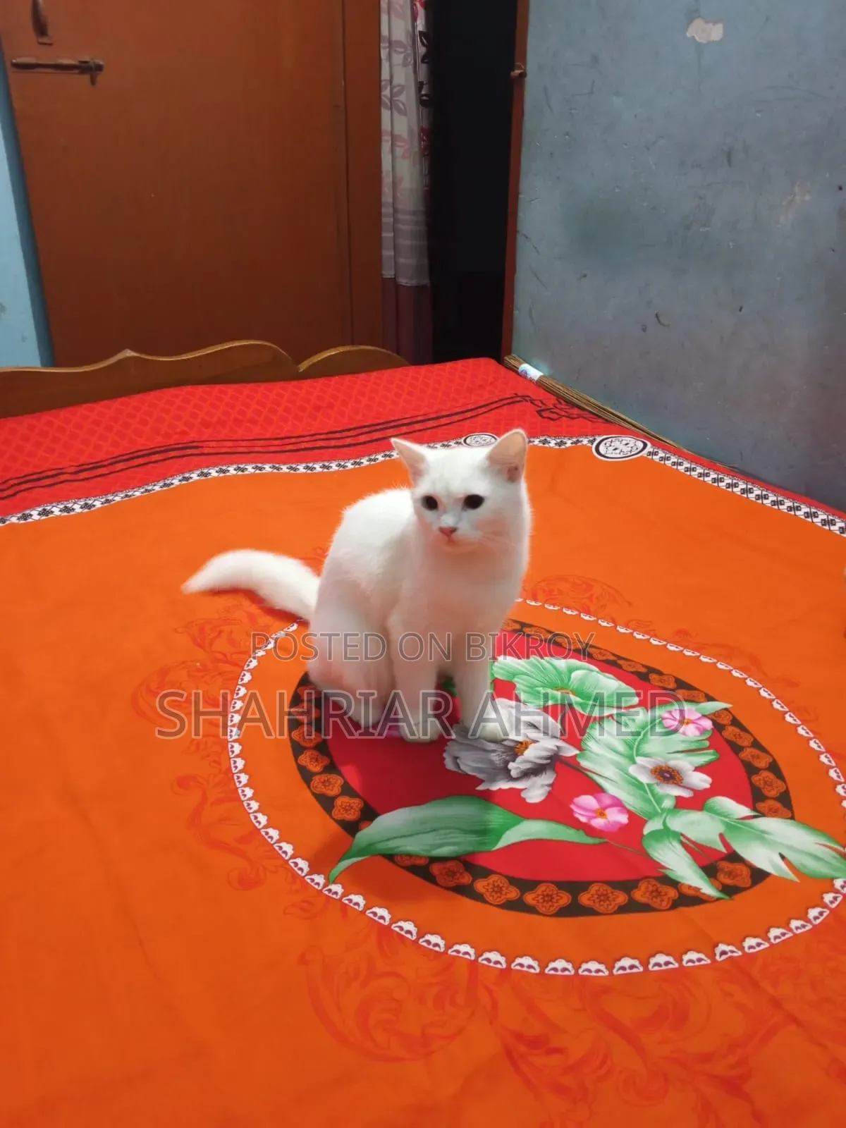 6-12 Months Female Mixed Breed Persian