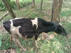 Deshi Cow Friesian Bull Calf