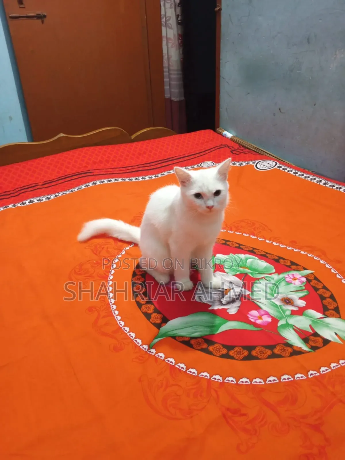 6-12 Months Female Mixed Breed Persian