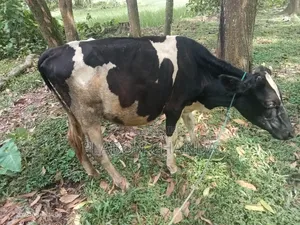Deshi Cow Friesian Bull Calf