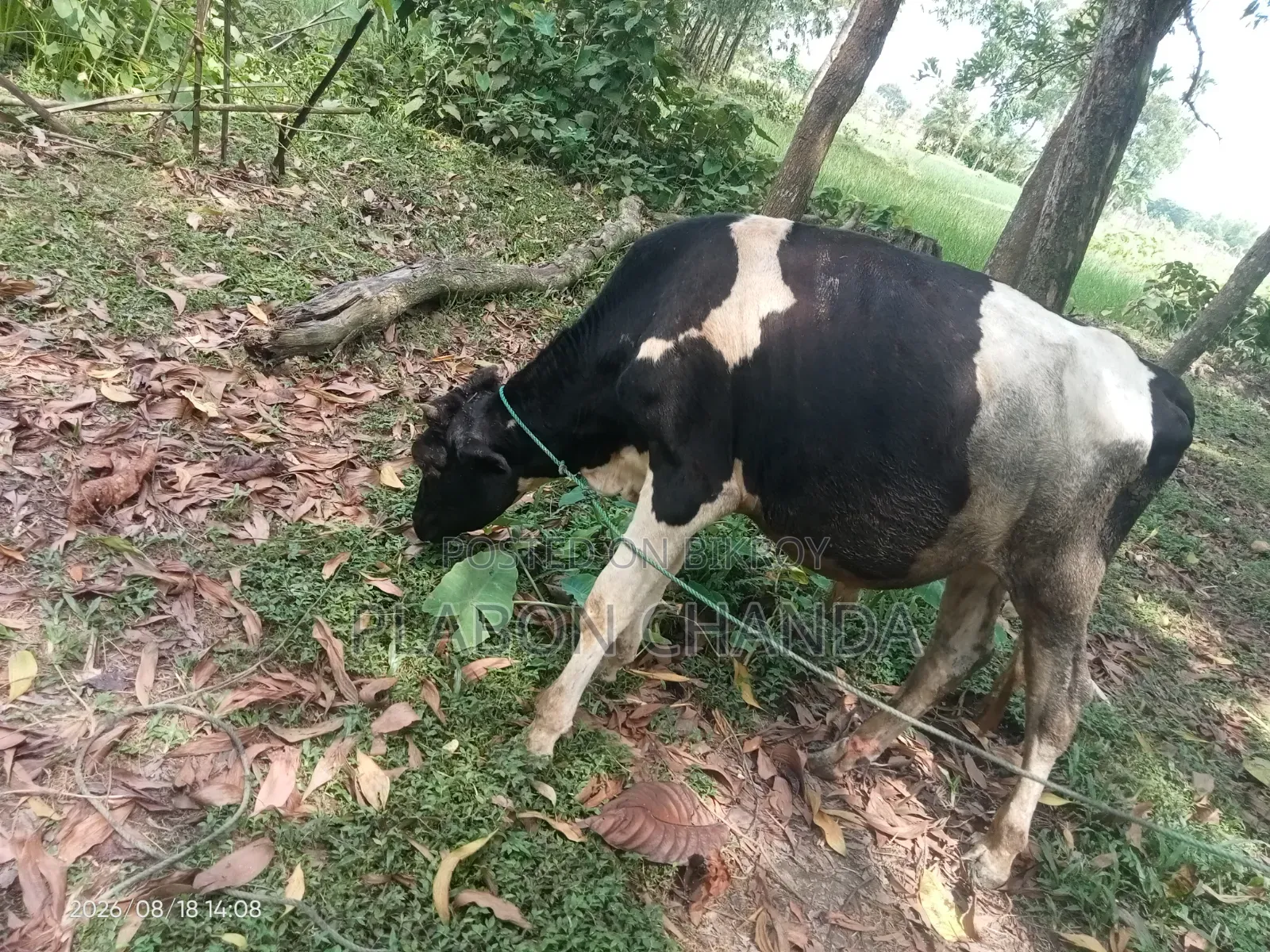 Deshi Cow Friesian Bull Calf