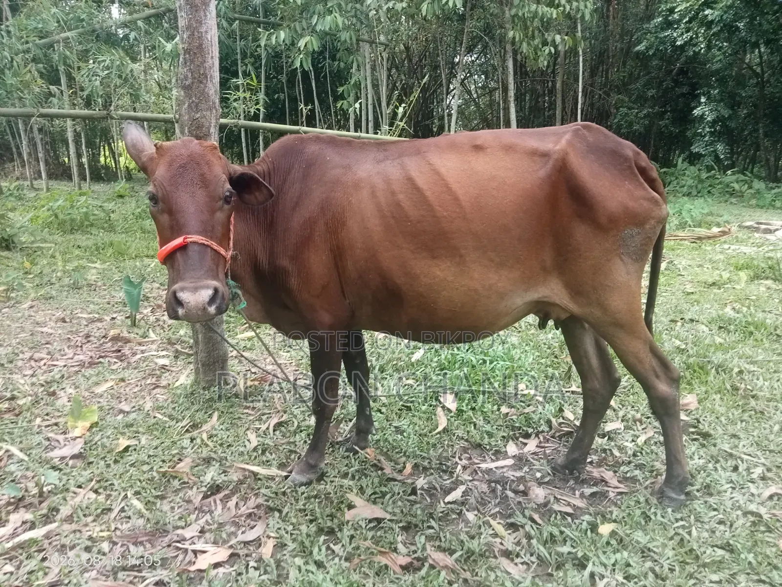 Deshi Cow Friesian Bull Calf