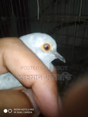 ডায়মন্ড ডাব ঘুঘু বিক্রি