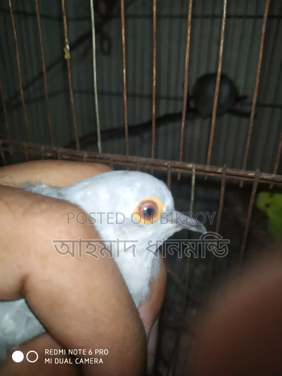 ডায়মন্ড ডাব ঘুঘু বিক্রি