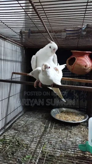 Cockatiel Bird