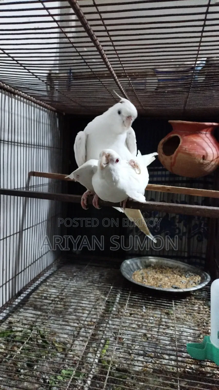 Cockatiel Bird