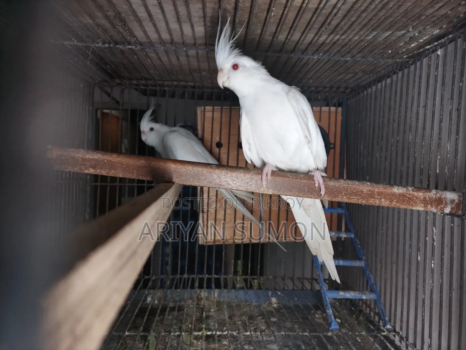 Cockatiel Bird