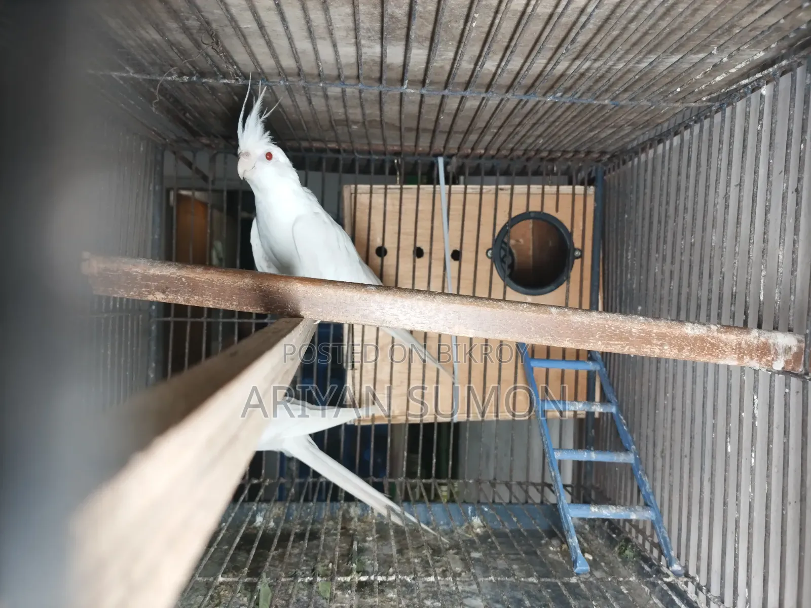Cockatiel Bird