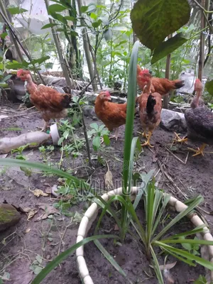 Local Deshi Rooster Galachila