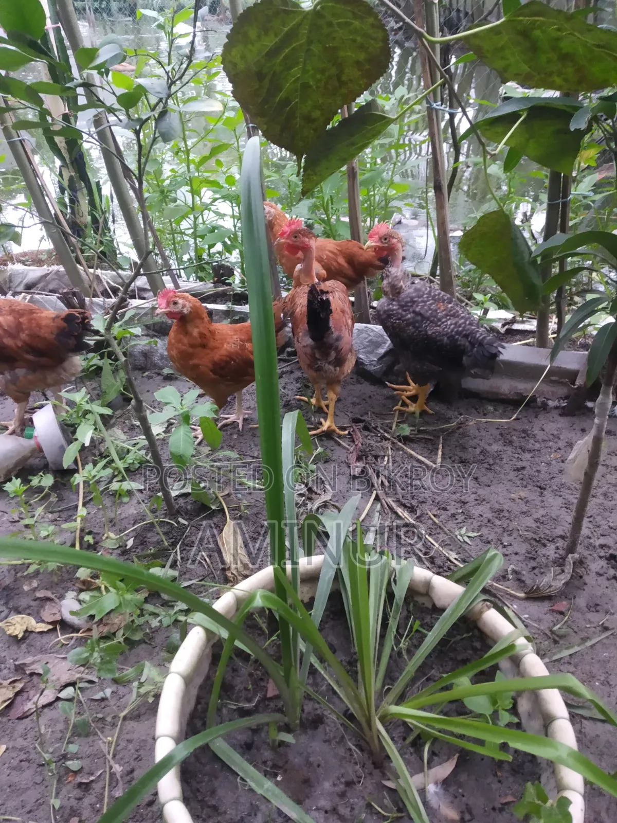 Local Deshi Rooster Galachila