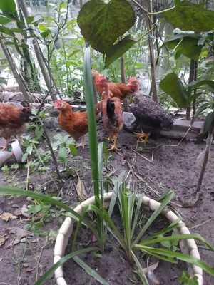 Local Deshi Rooster Galachila