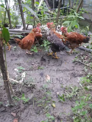Local Deshi Rooster Galachila