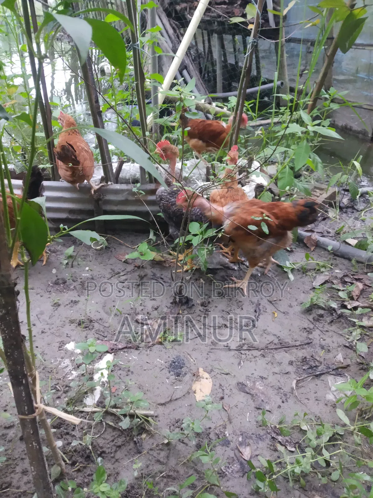 Local Deshi Rooster Galachila