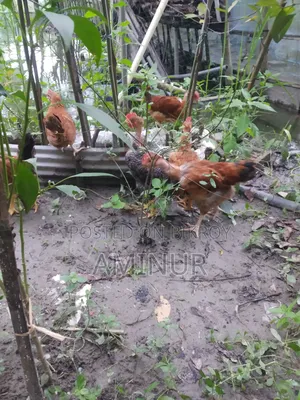 Local Deshi Rooster Galachila