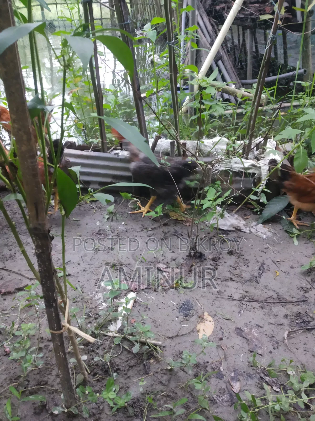 Local Deshi Rooster Galachila