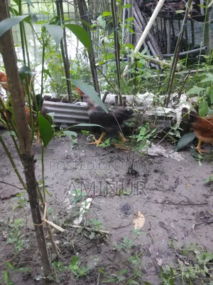 Local Deshi Rooster Galachila