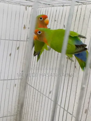 ১ জোড়া রানিং লাভ বার্ড বিক্রি করা হবে